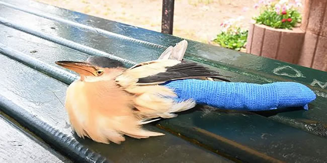 Nesli tükenmekte olan balaban kuşu yaralı bulundu