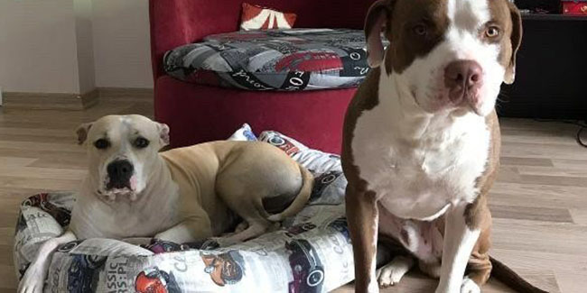 1 aydır kayıp olan iki köpeğinin bulunması için seferber oldu