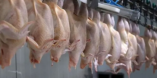 Tavuk fiyatlarını düşürecek karar: İhracata sınırlama geldi