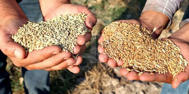 Bakan Kirişci duyurdu: Buğday ve arpa alım fiyatında değişiklik