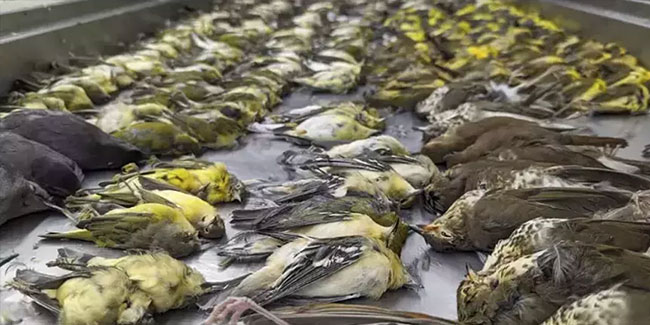 Yüzlerce göçmen kuş, binanın camlarına çarparak öldü