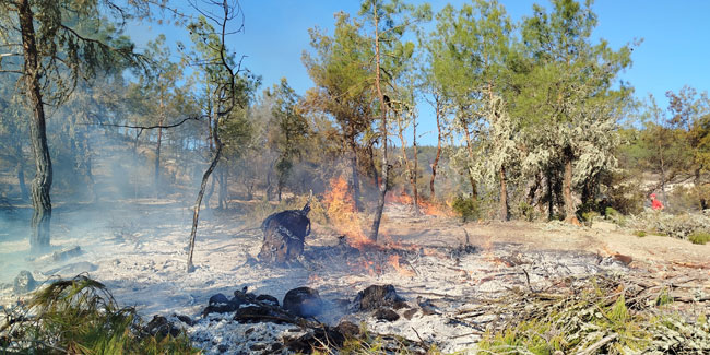 Sinop'ta orman yangınında 5 hektarlık alan zarar gördü
