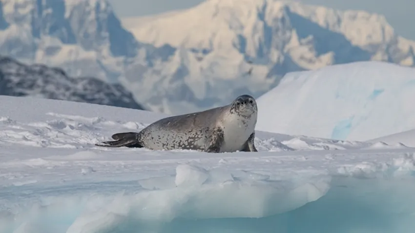 Antarktika'daki foklarda kuş gribi ortaya çıktı