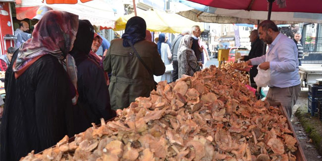 Ordu’da fındık tirmidi bolluğu: Kilosu 50 liradan satılıyor