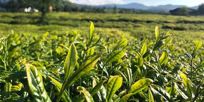 Doğu Karadeniz’de çay hasadı başladı