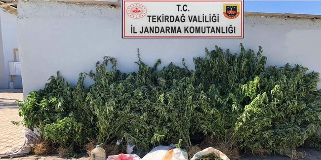 Tekirdağ'da uyuşturucu operasyonu! 514 adet kenevir bitkisi ele geçirildi