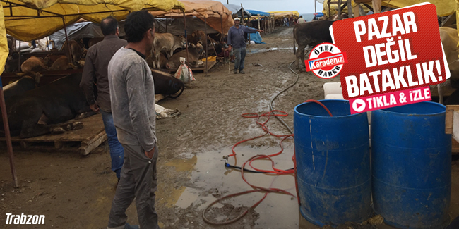 Kurban bayramı öncesi Akyazı’da kurulan hayvan satış pazarının hali içler acısı