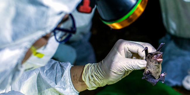 Vuhan'da yarasalarda 1500 koronavirüs türü saptandı