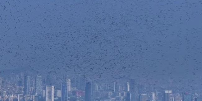 Yüz binlerce leylek İstanbul semalarını süsledi