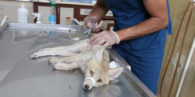 Iğdır’da yaralı halde bulunan yavru tilki tedavi altına alındı