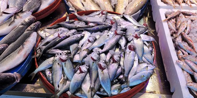 Hamsi avı azaldı, fiyatı arttı! Kilosu 20 lira