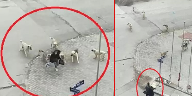 Ankara'da köpeklerin saldırdığı liseliyi güvenlik görevlisi kurtardı