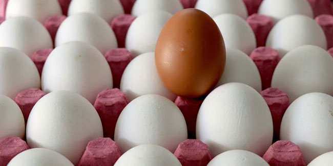Yumurta üretiminde cüzi artış