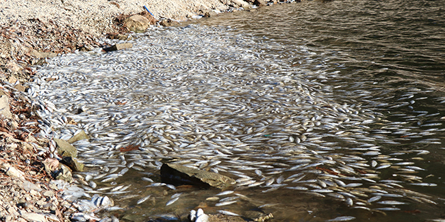 Bolu’da yüzlerce ölü balık kıyıya vurdu