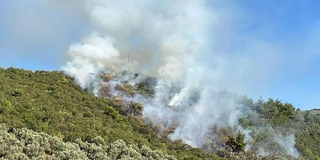 Bursa'nın İznik ilçesinde orman yangını