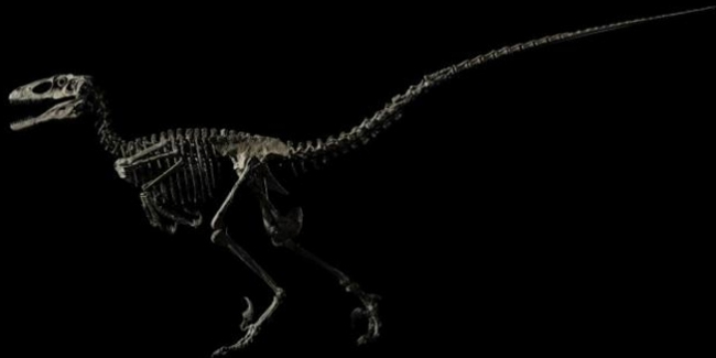 Jurassic Park filmine ilham veren dinozor iskeleti satıldı