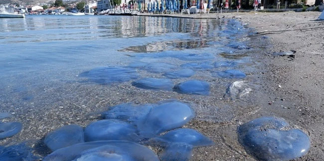 Foça ve Çeşme kıyılarında denizanası paniği