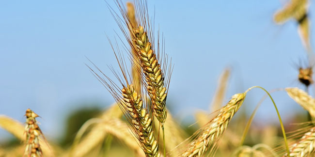 Savaş ekonomiyi vurdu: Buğday bir günde 3 TL zamlandı!