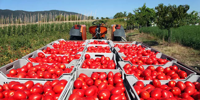  Rusya’ya domates ihracatında kota 500 bin tona çıktı