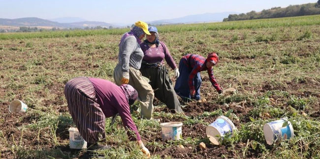 Patates diyarı Bolu’da patates hasadı başladı