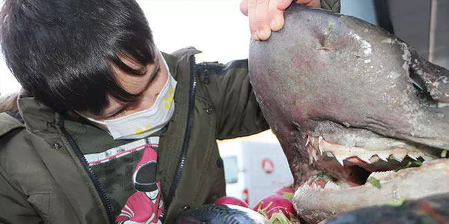 Karadeniz'de yakalanan köpek balığı Erzurum'da sergilendi