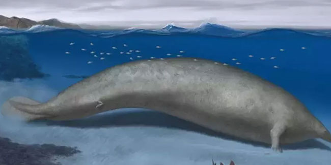 Dünyanın en ağır hayvanının fosilleri bulundu