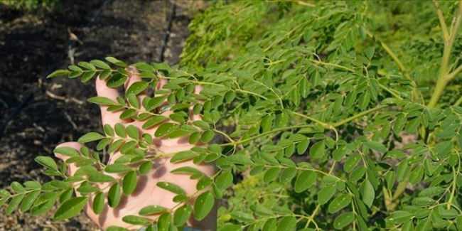 'Mucize bitki' moringa oleifera'nın hasadı tamamlandı