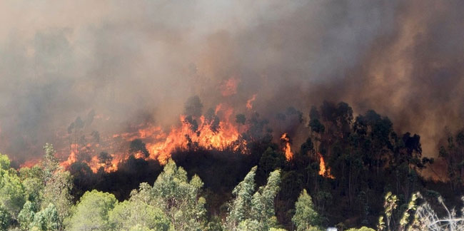 Mersin'de yeni orman yangını çıktı! Ekipler bölgede