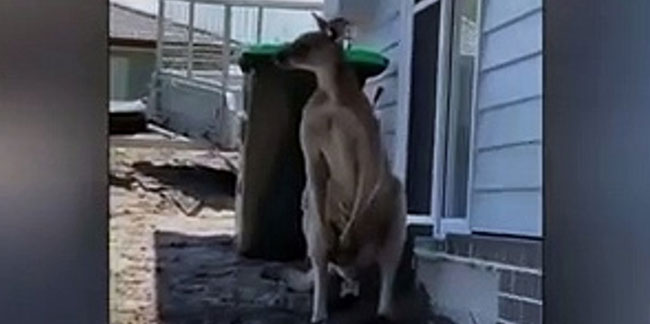 Kızgın kanguru, çocuklarını korumaya çalışan babaya saldırdı
