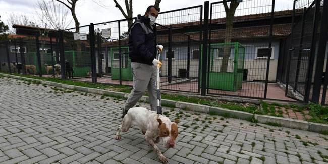Sahipsiz ve yasaklı köpekler barınakta koruma altında