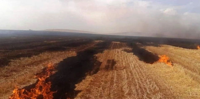 Kütahya'da çıkan yangında 500 dekar ekili alan zarar gördü!