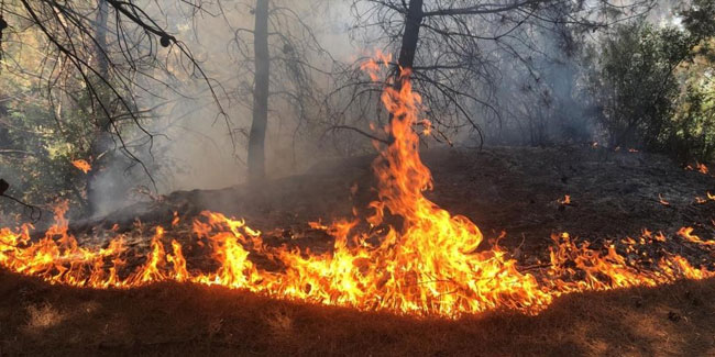 Spil Dağı'ndaki orman yangını hızlı müdahaleyle söndürüldü