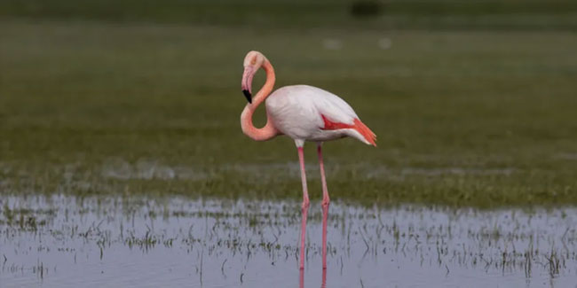 Aksaray'da flamingo katliamı: Para için gagalarından bağlayıp kaçırdılar