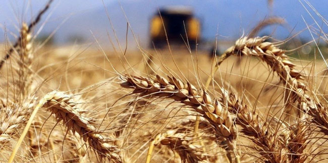 TİGEM'den buğday ihalesi! Ekmeklik buğday fiyatı zamlanacak