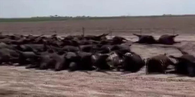 ABD'de kavuran sıcaklar... 2 bin sığır telef oldu