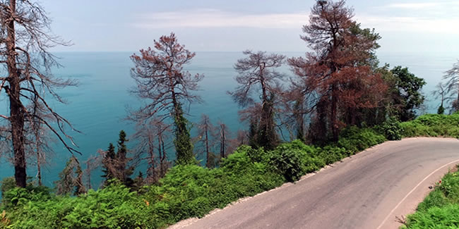 Trabzon Çamburnu Tabiat Parkı ormanından iyi haber