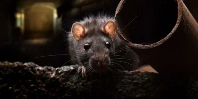 ABD’li uzmanlardan dikkat çeken çalışma: Bir sonraki corona virüsünü fareler yayabilir