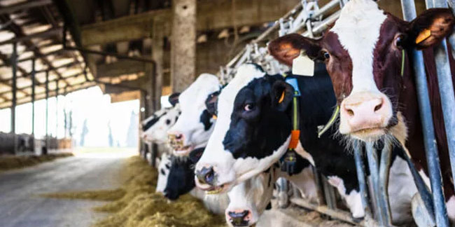 Toplanan inek sütü miktarı yıllık yüzde 0,5 arttı