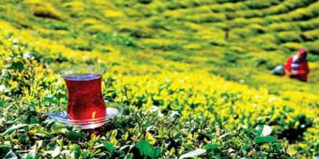 11 aylık Türk çayı ihracat rakamları belli oldu