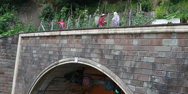 Artvin'de üstünde tarla olan tünel dikkat çekiyor