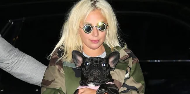 Lady Gaga, köpeklerini bulana 500 bin dolar ödül verecek