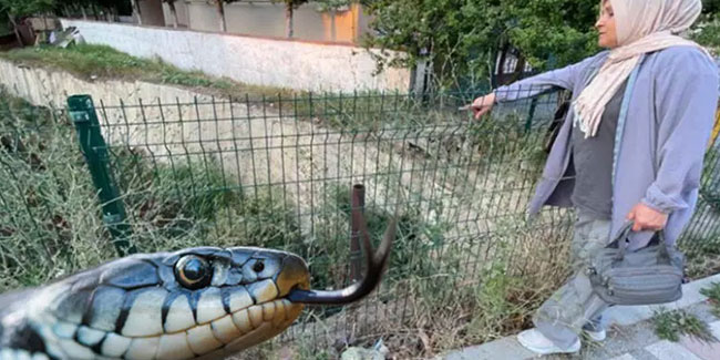 Caddeye yılanlar indi! Tekirdağ'da vatandaşları korkutan 'yuva'