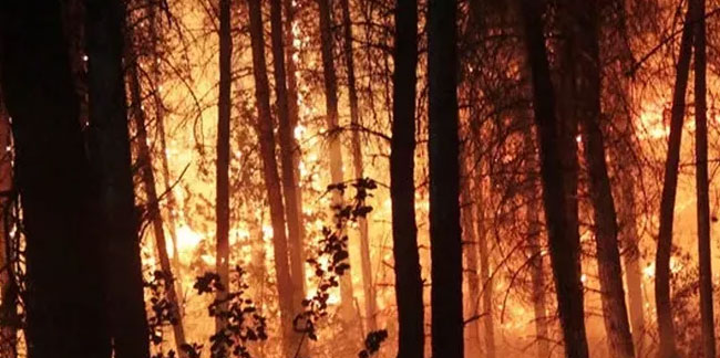 Orman yangını çıkardığı iddiasıyla yakalanan bir kişi tutuklandı