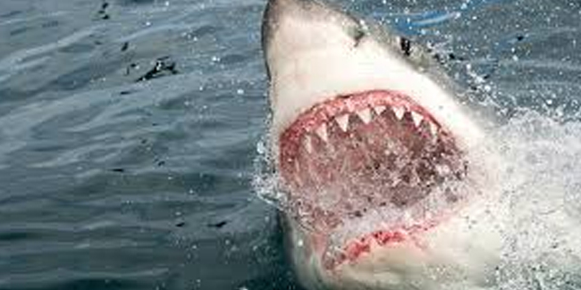 Yeni Zelanda'da köpek balığı saldırısı: 1 ölü