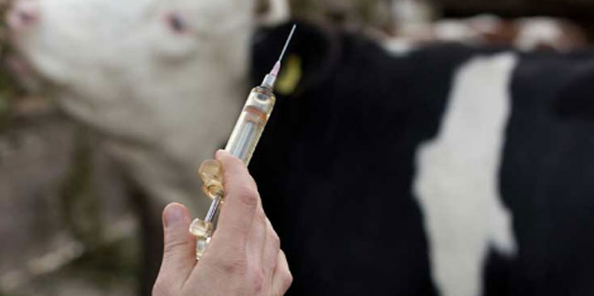 Tarım Bakanlığı hayvancılıkta yaşanan aşı skandalını doğruladı!