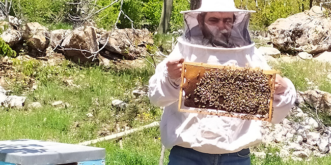Antalya'da sıcaklıklar arttı, arılar yaylaya taşındı