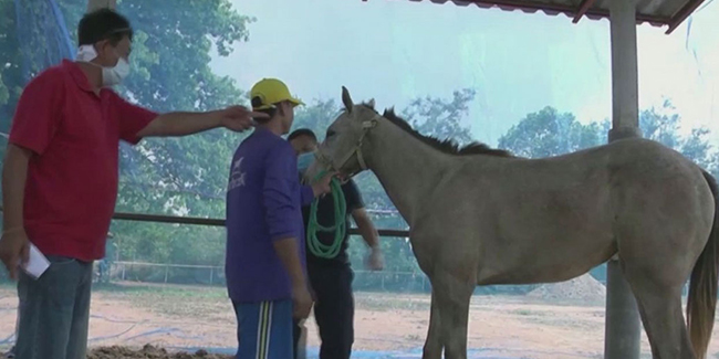 Tayland’da Afrika at vebası salgınına karşı toplu aşılama