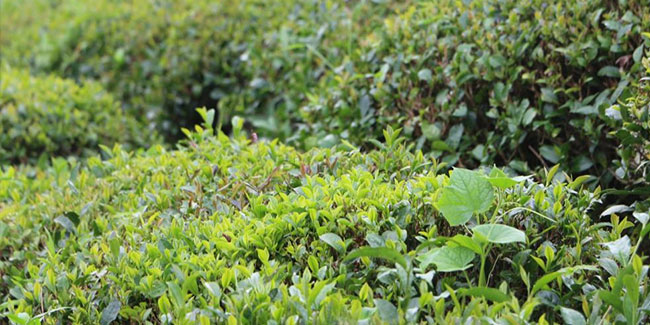 Çay arazilerinde görülen sargı otu çay üreticisini tedirgin ediyor