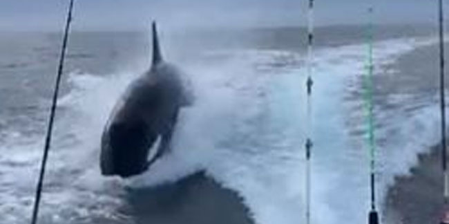 Katil balina tekne kovaladı! İşte o korku dolu anlar