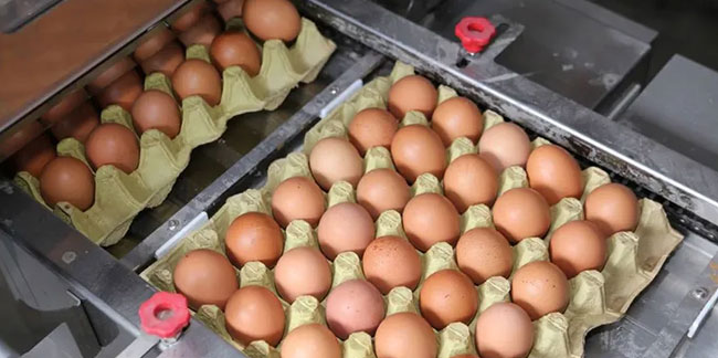 Yumurta üreticileri, Rekabet Kurulu'nda sözlü savunma yapacak